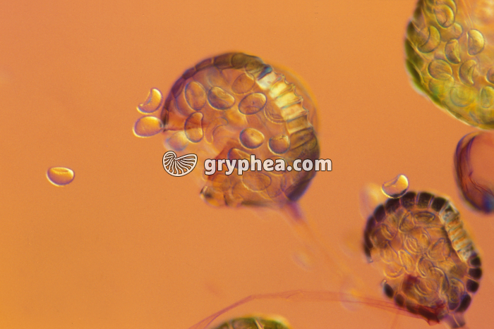 Polypode - Sporange en déhiscence et libération des spores x25 - gryphea.org